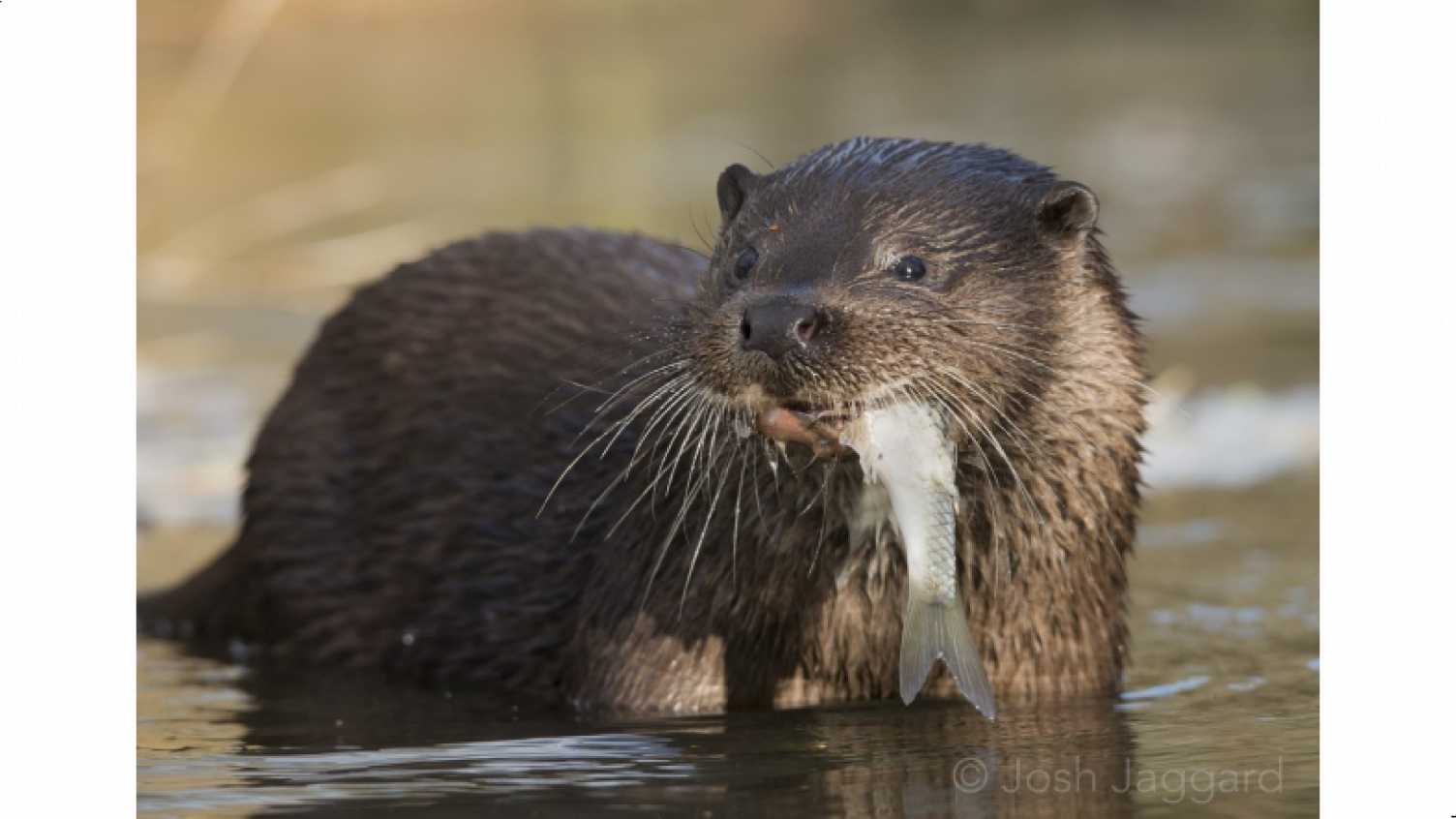 Otter diet in Sheffield and the Peak District | Molecular Ecology